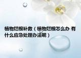 植物烂根补救（植物烂根怎么办 有什么应急处理办法呢）