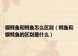 银鳕鱼和鳕鱼怎么区别（鳕鱼和银鳕鱼的区别是什么）