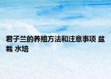 君子兰的养殖方法和注意事项 盆栽 水培