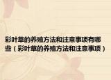彩叶草的养殖方法和注意事项有哪些（彩叶草的养殖方法和注意事项）