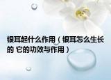 银耳起什么作用（银耳怎么生长的 它的功效与作用）