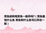 黑鱼能和观赏鱼一起养吗?（黑鱼最怕什么鱼 黑鱼和什么鱼可以养在一起）