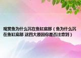 观赏鱼为什么沉在鱼缸底部（鱼为什么沉在鱼缸底部 这四大原因你是否注意到）