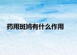 药用斑鸠有什么作用