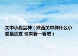 关中小麦品种（陕西关中种什么小麦最适宜 快来看一看吧）