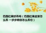 巴西红果好养吗（巴西红果盆景怎么养 一步步教你怎么养它）