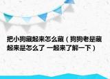 把小狗藏起来怎么藏（狗狗老是藏起来是怎么了 一起来了解一下）