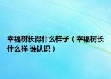 幸福树长得什么样子（幸福树长什么样 谁认识）
