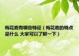 梅花鹿有哪些特征（梅花鹿的特点是什么 大家可以了解一下）