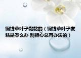 铜钱草叶子黏黏的（铜钱草叶子发粘是怎么办 别担心总有办法的）