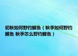 初秋如何野钓鲫鱼（秋季如何野钓鲫鱼 秋季怎么野钓鲫鱼）