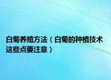 白菊养殖方法（白菊的种植技术 这些点要注意）