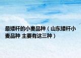 最矮杆的小麦品种（山东矮杆小麦品种 主要有这三种）