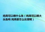 鸡粪可以喂什么鱼（鸡粪可以喂大头鱼吗 鸡粪要怎么处理呢）