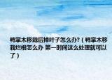 鸭掌木移栽后掉叶子怎么办?（鸭掌木移栽烂根怎么办 第一时间这么处理就可以了）