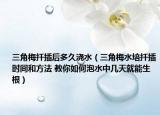 三角梅扦插后多久浇水（三角梅水培扦插时间和方法 教你如何泡水中几天就能生根）