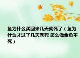 鱼为什么买回来几天就死了（鱼为什么才过了几天就死 怎么做金鱼不死）