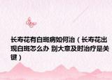 长寿花有白斑病如何治（长寿花出现白斑怎么办 别大意及时治疗是关键）