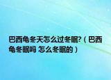 巴西龟冬天怎么过冬眠?（巴西龟冬眠吗 怎么冬眠的）