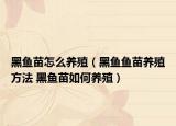 黑鱼苗怎么养殖（黑鱼鱼苗养殖方法 黑鱼苗如何养殖）