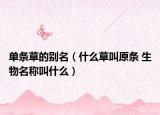 单条草的别名（什么草叫原条 生物名称叫什么）