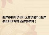 西洋参的叶子长什么样子的?（西洋参长叶子啥样 西洋参枝叶）