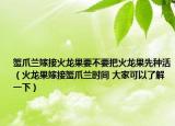 蟹爪兰嫁接火龙果要不要把火龙果先种活（火龙果嫁接蟹爪兰时间 大家可以了解一下）