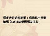 猫多大开始褪胎毛（猫咪几个月退胎毛 怎么样能促进毛发生长）