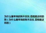 为什么屠宰场的狗不反抗 真相是这样的狗（为什么屠宰场的狗不反抗 真相是这样的）