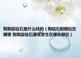 狗狗尿结石是什么样的（狗结石的部位在哪里 狗狗尿结石通常发生在哪些部位）