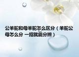 公羊驼和母羊驼怎么区分（羊驼公母怎么分 一招就能分辨）