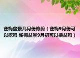 雀梅盆景几月份修剪（雀梅9月份可以挖吗 雀梅盆景9月初可以换盆吗）