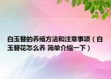 白玉簪的养殖方法和注意事项（白玉簪花怎么养 简单介绍一下）