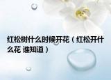红松树什么时候开花（红松开什么花 谁知道）