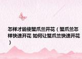 怎样才能使蟹爪兰开花（蟹爪兰怎样快速开花 如何让蟹爪兰快速开花）