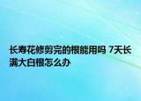 长寿花修剪完的根能用吗 7天长满大白根怎么办