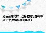 红色系捕鸟蛛（红色的捕鸟蛛有哪些 红色的捕鸟蛛有几种）