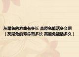灰尾兔的寿命有多长 高原兔能活多久啊（灰尾兔的寿命有多长 高原兔能活多久）