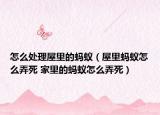 怎么处理屋里的蚂蚁（屋里蚂蚁怎么弄死 家里的蚂蚁怎么弄死）