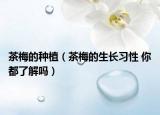 茶梅的种植（茶梅的生长习性 你都了解吗）