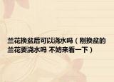 兰花换盆后可以浇水吗（刚换盆的兰花要浇水吗 不妨来看一下）