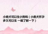 小鹿犬可以生小狗吗（小鹿犬怀孕多久可以生 一起了解一下）