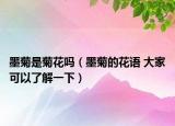 墨菊是菊花吗（墨菊的花语 大家可以了解一下）