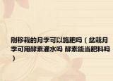 刚移栽的月季可以施肥吗（盆栽月季可用酵素灌水吗 酵素能当肥料吗）
