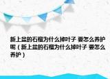 新上盆的石榴为什么掉叶子 要怎么养护呢（新上盆的石榴为什么掉叶子 要怎么养护）