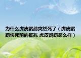 为什么虎皮鹦鹉突然死了（虎皮鹦鹉快死前的征兆 虎皮鹦鹉怎么样）