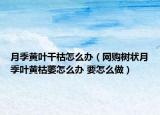 月季黄叶干枯怎么办（网购树状月季叶黄枯萎怎么办 要怎么做）