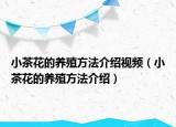 小茶花的养殖方法介绍视频（小茶花的养殖方法介绍）