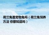 荷兰兔是宠物兔吗（荷兰兔饲养方法 你都知道吗）