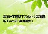 茶花叶子晒糊了怎么办（茶花晒伤了怎么办 如何避免）